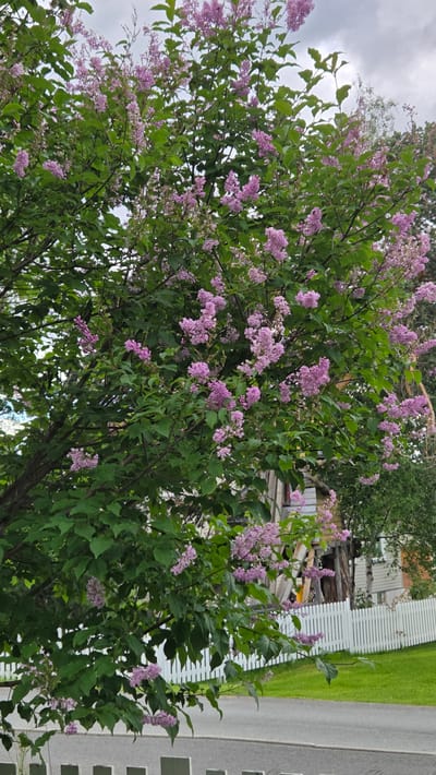 The image shows a blooming lilac bush with purple flowers and green leaves in the foreground. Behind the bush, there is a white picket fence, a road, and a building with a light-colored facade and a multi-pitched roof. The building appears to be a house or a small apartment building. The sky is overcast. The setting is likely a residential area in the city of Tynset, Norway, given the architectural style of the building and the presence of a white picket fence, which are common features in Norwegian towns. There are no people visible in the image. The overall impression is of a peaceful, natural scene in a quiet urban environment.
