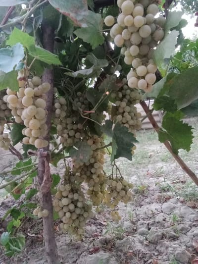 The image depicts a close-up view of a grape vine laden with clusters of pale green grapes. The grapes are round and tightly packed, appearing ripe and ready for harvest. The vine itself is supported by a rough, woody trunk that is visible in the foreground. Lush green leaves, some with serrated edges, are interspersed among the grape clusters, providing a natural canopy. The ground beneath the vine is covered in dry soil and scattered small rocks, with hints of dried leaves and sparse green vegetation. The lighting suggests it might be late afternoon or early evening, with soft shadows indicating diffused light. The overall scene conveys a sense of abundance and natural growth. The location is identified as Karagana, Uzbekistan, suggesting an agricultural setting in this region.