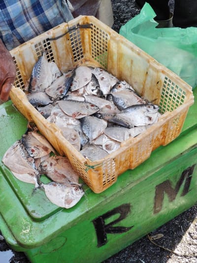 A basket overflows with silver fish, their round eyes staring upward. The basket, stained and worn, sits atop a bright green container marked with large, blocky letters "RM" in black. A plastic bag filled with an indistinguishable substance sits beside the basket. The scene captures a fresh catch at a market, possibly a fish market. A person's hand is visible on the basket.