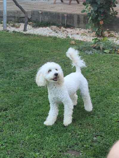 A small, fluffy white dog with curly fur is lying on a vibrant green lawn. The dog is positioned on its back, with its head tilted back and its mouth open in what appears to be a happy expression. Its tail, also curly and fluffy, is held up and curved over its body. The dog's eyes are visible, and it has dark fur around its nose and mouth.

The setting is an outdoor garden. To the left of the dog, there is a paved area with a light-colored stone pattern. Next to the paving, there is a raised garden bed filled with white gravel and some fallen leaves. A rose bush with dark green leaves and a few red buds is visible in this area. A thin, dark branch from a tree or vine extends into the frame from the lower left. The background is dominated by the green grass, with some patches of darker soil visible.

The lighting suggests it is daytime, possibly late afternoon given the soft light and shadows. The weather appears to be pleasant, suitable for being outdoors. There is no visible text in the image. The overall impression is one of a playful and content dog enjoying a moment in the garden. The location context of Oryahovo, Bulgaria, places this scene in a specific geographical setting.