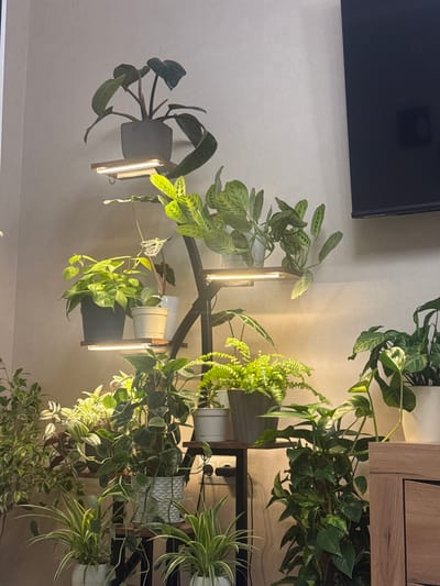 An indoor plant display features a variety of potted plants arranged on a tiered stand under grow lights. The plants are of different species and sizes, with some hanging vines and leafy greens. The stand is made of dark metal and wood, and the grow lights are positioned on the shelves to illuminate the plants. The background is a neutral-colored wall. The image is taken from a medium distance, showcasing the overall setup. There is no indication of location in the city of Zhabkino, Russia, or any specific actions or interactions taking place.