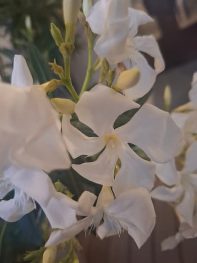 A close-up, slightly out-of-focus photograph showcases a cluster of delicate white flowers with yellow centers. The petals are soft and translucent, with some showing signs of wilting or fraying at the edges. Several small, pale green buds are visible among the blooms, some partially obscured by the white petals. The background is a soft blur of dark green foliage and muted brown, suggesting an outdoor or dimly lit indoor setting. There is no visible evidence of human presence or activity in the image. The scene is devoid of any specific landmarks or identifying features that would indicate its location in Verkhovskoye, Russia, or any other city.