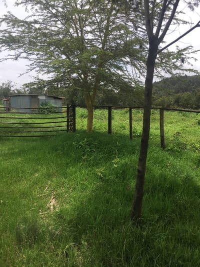 The image displays an outdoor, rural landscape in Limuru, Kenya, under a predominantly overcast sky. The foreground is covered in dense, unkempt green grass, approximately 20-40 centimeters in height, with some weeds. A small, lighter-colored dirt patch is partially visible through the grass in the lower-left center. A slender, dark-barked tree trunk stands vertically on the far right, partially obscured by the foreground vegetation, casting a faint shadow to its right.

In the midground, a wooden fence line extends horizontally across the frame. This fence is constructed from unrefined horizontal wooden logs or branches attached to vertical wooden posts. A section of the fence on the left functions as a gate, composed of vertical wooden slats, which appears partially open or designed with significant gaps. Behind this fence, another expanse of tall green grass is visible. A prominent tree, characterized by a light yellow-green trunk and a dense, sprawling canopy of small green leaves, is situated in the left-center behind the fence. To the left of this tree and further behind the fence, a small structure constructed of weathered corrugated metal, exhibiting faded blue, grey, and rust tones, is present, suggesting a shed or outbuilding. Sparse green vegetation grows around the base of this metal structure. Additional dark wooden fence posts are visible extending towards the right in the midground.

The background consists of a dense treeline forming a dark green horizon, followed by a range of forested hills or mountains under a diffused, light grey sky with scattered white clouds. No individuals, animals, or specific actions are discernible within the scene.
