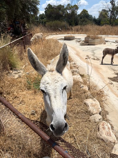 The image depicts a light-colored donkey in the Gilboa Regional Council, Israel. The donkey is positioned close to a rusty metal fence and lies in dry grass. In the background, there is a light brown dog and some concrete structures. Trees and vegetation are visible, and the sky is blue with some clouds.