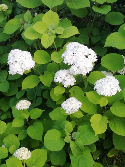 This media file is a close-up, high-angle, vertical shot of a hydrangea bush in bloom, surrounded by vibrant green foliage. The bush features several large, spherical clusters of white flowers, which are the primary subjects. The leaves are a bright, almost lime green, and appear to be in good health, with some showing slight signs of wilting or lighter coloration, possibly due to the time of day or light conditions. The background is a dense, dark green, suggesting other foliage or shadows.
There are no people or objects other than the plants visible in the frame. The scene is natural and serene, focusing solely on the beauty of the flowers and leaves. The lighting suggests it might be daytime, possibly late afternoon or early morning given the interplay of light and shadow. There are no visible text elements. The location context provided indicates it is in "Новапагосцкі сельскі Савет, Belarus," which provides a geographical setting for this natural scene. The overall impression is one of natural beauty and tranquility in a rural or garden setting.