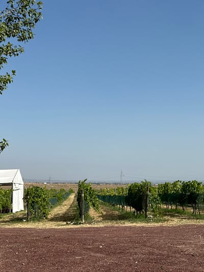 The image displays a vineyard in Sasunik, Armenia, under a clear, cloudless blue sky. The foreground consists of a reddish-brown gravel surface transitioning into rows of green grapevines. Numerous parallel rows of grapevines, largely covered with dark netting, extend from the midground towards the distant horizon. These rows are separated by paths of dry, lighter-colored earth. On the far left, a portion of a white tent structure with a peaked roof is visible among the vines. In the hazy background, a flat landscape is visible, with several tall, slender structures, likely power line towers, silhouetted against the sky. The upper left corner of the frame shows green foliage from an unseen tree. No individuals or discernable actions are present within the scene.