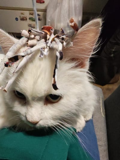 A white cat with fluffy fur is the central subject of this image. The cat is wearing a headdress made of fabric strips adorned with what appear to be small, colorful items. The cat is looking downwards with its eyes partially closed, giving it a somewhat melancholic or tired expression. Its ears are prominent, with the headdress resting on its head and ears. The background is blurred, but suggests an indoor environment with hints of furniture and objects, possibly a room in a home. The image quality is moderate, with some graininess. No specific location in Dachnoe, Russia, can be determined from the visual information provided.