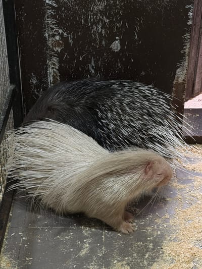 The image shows two porcupines lying side-by-side. One porcupine is black and white, and the other is light brown or cream-colored. They appear to be in an enclosure, possibly indoors, as indicated by the flooring and the metal grate. The floor is covered in sawdust or wood shavings. The location is unknown, and there is no indication it is in Polivanovo, Russia.