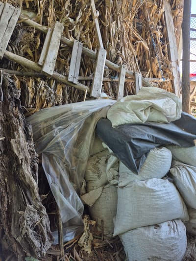 The image depicts an outdoor scene in Sadina, Bulgaria, featuring a collection of stacked sacks and dried corn stalks. A large, rough-barked tree trunk is visible on the left side of the frame, with dried plant matter, possibly corn husks and stalks, piled behind it. In the center and right of the image, several large, off-white sacks are piled high, some covered by a dark plastic tarp. A clear plastic sheet is draped over some of the sacks, and a wooden structure, appearing to be a makeshift support or shelving unit made of weathered planks, is visible amongst the dried corn stalks. The environment appears rustic and possibly agricultural, with the dried corn stalks suggesting a harvest or storage area. No people are present in the image, and no specific actions are being depicted beyond the static arrangement of objects.