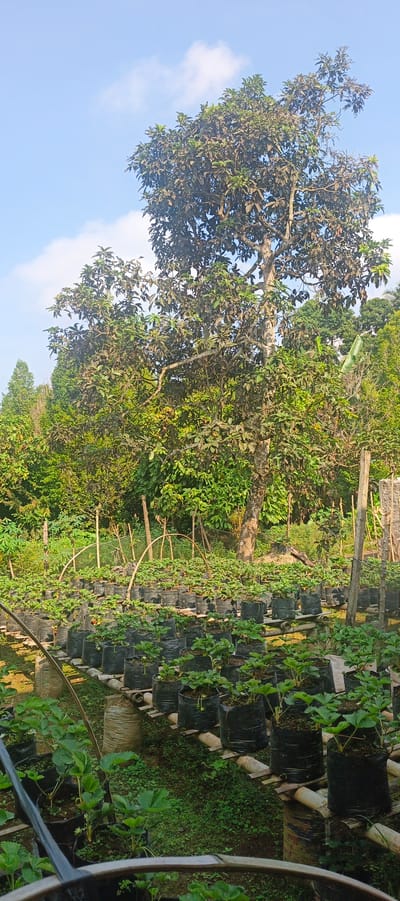 This image depicts an outdoor scene in Gisting Atas, Indonesia, likely a farm or garden. The foreground features rows of strawberry plants cultivated in black grow bags, which are elevated on wooden platforms or bamboo structures. The plants appear healthy and green, with some showing small white flowers or developing fruits. Behind the strawberry cultivation, a large tree with a thick trunk and dense foliage dominates the midground. The background is filled with various types of lush green trees and vegetation, suggesting a rural or agricultural setting. The sky above is a clear blue with a few scattered white clouds. The lighting suggests it is daytime, likely morning or late afternoon, given the angle of the sunlight. There are no people visible in the frame, and the scene is static, focusing on the agricultural setup and natural environment.