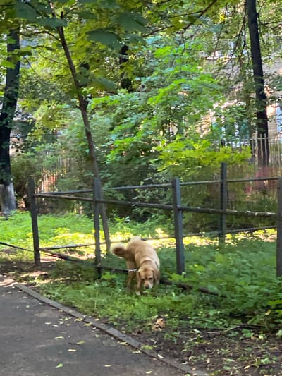 A medium-sized, light brown dog is standing on a grassy area next to a path. The dog is wearing a leash and appears to be sniffing the ground. Behind the dog is a wooden fence, and beyond that, a dense area of trees and foliage. Sunlight filters through the leaves, creating dappled light on the ground. The scene appears to be in an urban park or a residential area with greenery. The presence of trees, a fence, and a paved path suggest an outdoor setting within a city. The dog's leash indicates it is likely being walked by an owner who is not visible in the frame. The overall impression is one of a peaceful, everyday moment in a natural setting within an urban environment.