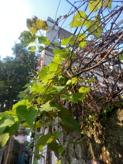 The image displays an outdoor scene in Bojongherang, Indonesia, characterized by prominent foliage against a backdrop of urban structures under a clear blue sky. In the foreground, numerous vibrant green leaves, some exhibiting minor damage, are visible on intertwined vines or branches, partially obscuring the view. These vines ascend a textured, weathered concrete or stone wall, which runs vertically along the right side of the frame and shows patches of moss or lichen. In the midground, a light-colored, multi-story building, possibly painted white or light grey, stands partially visible with its roofline and upper sections. Electrical wires and associated utility hardware are discernible near the top of this building. To the left, a large, dark green tree is present, and further left, distant glimpses of other residential structures with varying colors are visible. The background is dominated by a clear, bright blue sky, indicating fair weather conditions. No individuals, explicit actions, or interactions are depicted in the scene.