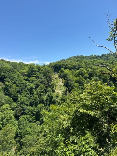 The image displays a vibrant natural landscape, primarily dominated by a dense, verdant forest under a clear blue sky. The scene is oriented vertically, suggesting a view looking up a steep, tree-covered hillside or mountain.

The forest encompasses the majority of the lower and right portions of the frame (when viewed with the sky at the top). The trees exhibit various shades of green, indicating lush foliage and healthy growth, with some areas appearing darker due to shadows or denser canopy. The hillside is completely covered by trees, with no visible clearings or structures, suggesting an untouched natural environment.

Above the tree line, a wide expanse of bright blue sky is visible. It is mostly clear, though a few faint, wispy white clouds can be seen near the horizon, adding subtle texture to the otherwise uniform sky. In the upper left quadrant of the image, several bare tree branches with some sparse leaves extend into the frame, providing a foreground element and hinting at a closer vantage point or the presence of a larger tree overhead.

The time of day appears to be bright daytime, indicated by the clear sky and the illumination of the foliage. The weather is fair and sunny. There are no people, animals, or any man-made objects visible in the frame. No text is present. The landscape is consistent with a natural, forested region like Khleborob, Russia.