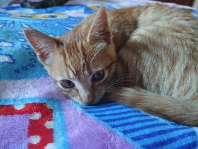 The image shows a close-up of a ginger tabby kitten resting on a striped blanket. The kitten is lying on its side, with its head resting on the blanket. Its eyes are open, and it appears to be looking at the camera. The blanket has stripes of blue, purple, and white, with some red and white polka dots visible on the left side. The background is out of focus, but it appears to be another blanket with a blue and yellow pattern. The lighting suggests it could be daytime, possibly indoors. The kitten's fur is short and soft, with distinct tabby markings. The overall impression is one of a comfortable and relaxed pet. No text is visible in the image.