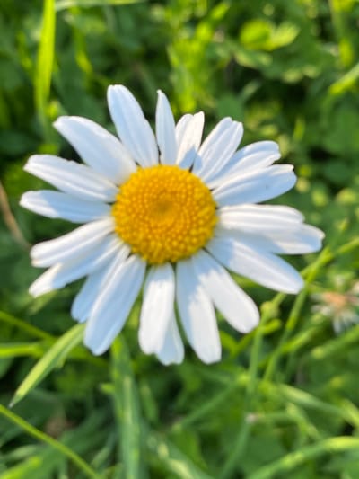 The image is a close-up, vertical shot of a single daisy in a grassy field. The daisy's white petals radiate outwards from a bright yellow center. The background is a blur of green grass, with some areas appearing brighter due to sunlight. The overall impression is one of nature and simplicity. The provided context suggests the image was taken in Luh, Ukraine.