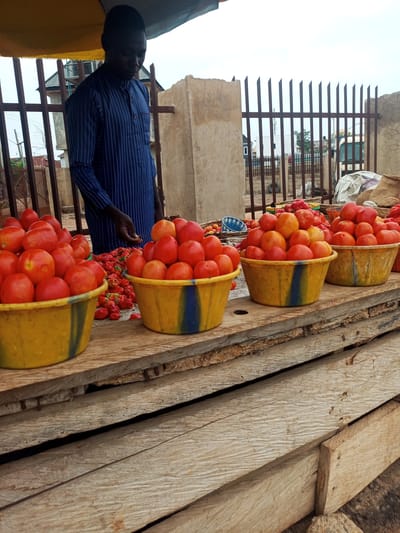 A man in a blue striped shirt stands behind a wooden table lined with four yellow buckets filled with tomatoes and red peppers. He appears to be arranging or displaying the produce. The table is constructed from rough-hewn wooden planks and sits in an outdoor market setting. Behind the table is a metal fence, with buildings and vegetation visible in the background. The scene appears to be in Oshogbo, Nigeria.