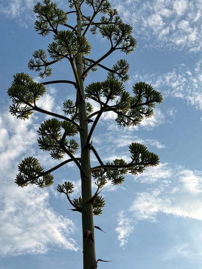 An agave plant's towering bloom stalk, reaching towards a bright blue sky dotted with wispy white clouds, is captured from a low-angle perspective. The stalk is a thick, green, segmented column from which branches emerge at intervals, each adorned with clusters of small, green, pointed buds or developing flowers. The overall impression is one of upward growth and natural grandeur, silhouetted against the expansive sky. The image shows no people or any indication of an urban environment; it is purely a naturalistic scene focused on the plant and the sky. There is no information about Primošten, Croatia present in the image itself.