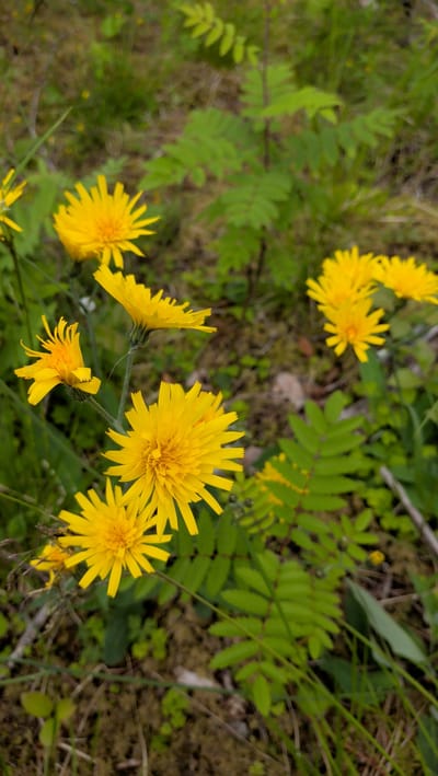 A close-up, eye-level, medium shot captures several bright yellow, dandelion-like flowers blooming amidst green foliage and ground cover. The flowers, characterized by their spiky petals, are the primary subjects, with some in sharp focus and others slightly blurred. The background consists of soft-focus green leaves and brown earth. No people or buildings are visible. The scene is an outdoor natural setting, potentially a meadow or forest floor, in the city of Trofors, Norway.