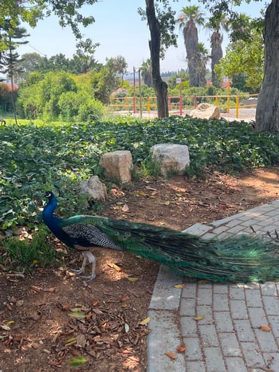 A peacock with vibrant blue and green plumage rests on a patch of earth and a stone-paved path. Its long, elaborate tail extends onto the path, casting shadows. The setting includes trees, lush green vegetation, and large stones, suggesting a park or garden. A yellow and red barrier is visible in the background. Sunlight illuminates the scene.