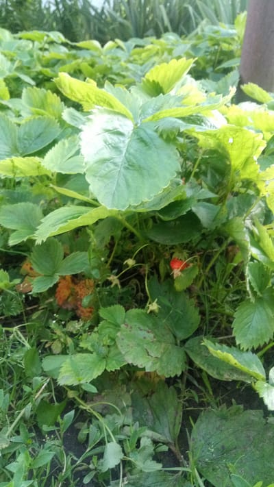 The image depicts a close-up view of a strawberry plant with lush green leaves. A single, ripe red strawberry is visible amidst the foliage. The plant is growing in an outdoor environment, possibly a garden, with dark soil and some weeds visible at the base. The background is blurred, showing more greenery and a vertical, dark object that could be a post or tree trunk. The scene is illuminated by natural light, casting some shadows and highlighting the texture of the leaves. The location of Zhurivka, Ukraine is mentioned in the prompt, but there are no specific visual cues in the image to confirm or deny this location.
