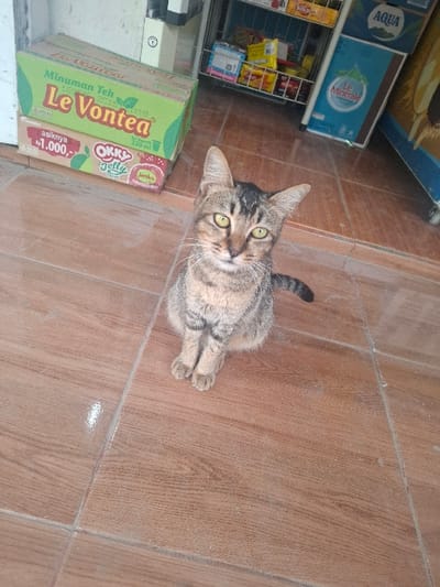 A tabby cat with brown and black stripes is sitting on a tiled floor in front of a store in Kecamatan Margaasih, Indonesia. The cat is facing the camera and its eyes are open. Its tail is curled around to the left. There are two boxes of "Le Vontea" tea on the floor to the left of the cat. The store has shelves stocked with goods, including "Aqua" water bottles, "Le Minérale" mineral water bottles, and other miscellaneous items. The floor is made of brown square tiles. The image is taken from a slightly elevated viewpoint. The cat appears to be relaxed and observant.