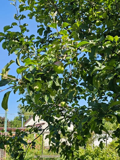 The image depicts an apple tree laden with green apples, set against a clear blue sky. The tree is full of lush green foliage, with some apples visible amongst the leaves. In the background, a suburban or rural setting is apparent, featuring a light-colored house with a reddish-brown roof, a chimney, and a fence. The scene appears to be in Chukholovo, Russia, indicating a warm, possibly summer day.