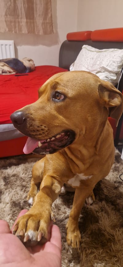 The image depicts a medium-sized, brown dog with its tongue hanging out, lying on a brown, shaggy rug. The dog is looking to its left, with its right paw resting on a human hand. In the background, a red bed with a rumpled blanket is visible, along with pillows and part of a headboard. The setting appears to be an indoor domestic environment, possibly a bedroom. The location is identified as South Holland, United Kingdom.