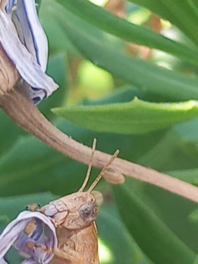 The image shows a close-up view of a grasshopper on a dried flower stem. The grasshopper is light brown and appears to be resting. Its antennae are prominent and extend upwards. The dried flower is white with purple stripes. In the background, green leaves are visible, suggesting an outdoor setting. The image does not provide any information about the location in the city of Άγιος Νεκτάριος, Greece.