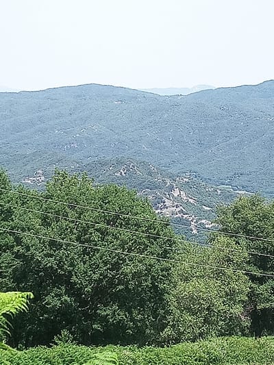 A high-angle outdoor shot shows a vast, densely forested mountain landscape under a hazy sky. In the foreground, a thick canopy of green trees dominates the lower portion of the frame, with visible power lines running horizontally across the foliage. Below the trees, an area of fern-like greenery is visible. The middle ground reveals more rolling hills covered in a similar dense, dark green forest, with lighter patches suggesting rocky outcrops or sparse vegetation. The background consists of layered, blue-toned mountain ranges receding into the distance, becoming increasingly muted and indistinct against the pale sky. The scene depicts a natural, undeveloped environment, likely a rural area.