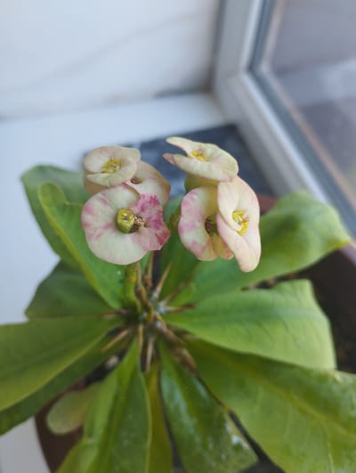 The image depicts a close-up view of a flowering succulent plant, likely a Euphorbia milii (Crown of Thorns), situated indoors. The plant features bright green, fleshy leaves and delicate flowers. The flowers are small, with pale yellow centers and petals that are a creamy white with pinkish-red markings, giving them a marbled appearance. Small, sharp thorns are visible along the plant's stems. The plant is positioned near a window with a white frame, and a blurred background suggests an interior setting with some natural light filtering in. The presence of water droplets on the leaves indicates recent watering. The scene is devoid of any human presence or activity, and there are no discernible urban elements. Given the limited context of the image, it is not possible to determine its location within the city of Zarafshan, Uzbekistan.