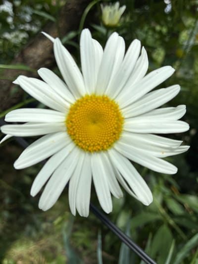 A close-up, eye-level, outdoor shot features a single daisy with white petals and a yellow center, set against a blurred background of green foliage. A dark, thin, horizontal line, possibly a wire or branch, crosses the lower portion of the frame. The image does not depict any people or specific urban elements, and therefore, its location within Chernoyarskaya, Russia, cannot be determined from the visual information alone. The overall scene is natural and focused on the flower.