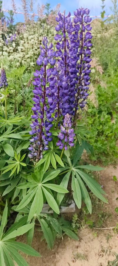 The image depicts a close-up of purple lupine flowers in bloom, set against a backdrop of greenery. The lupine stalks are tall and dense with individual florets, showcasing a vibrant purple hue. Large, palmate green leaves of the lupine plant are prominent in the foreground and midground, some with visible damage. In the background, there is a blur of other foliage, including lighter-colored, feathery plants and patches of green grass, suggesting a garden or natural setting. The ground appears to be sandy or loamy, with some small plants and debris visible. The overall impression is of a lush, natural scene with a focus on the striking lupine flowers. The image does not contain any identifiable landmarks or clues that would specifically place it in Primorye, Russia, or any other city.