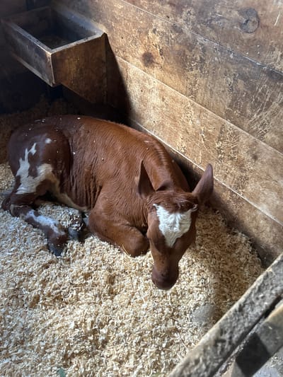 In South Dundas, Canada, a brown and white calf lies on a bed of wood shavings in a wooden enclosure. The calf is lying down with its head turned to the right. The enclosure has wooden walls and a wooden feeding trough is mounted on the back wall. The scene is lit by natural light.