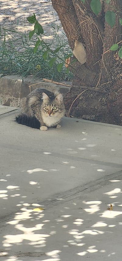 The image shows a tabby cat sitting on a paved surface. The cat is facing the viewer and has green eyes. The background includes a tree trunk, some greenery, and a concrete structure. The paved surface is illuminated by dappled sunlight. The location is stated to be in the city of Mary, Turkmenistan.