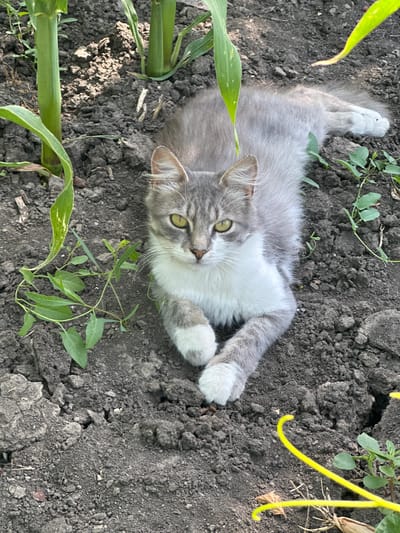 A medium-haired, grey and white cat lies on dark soil near the base of two green corn stalks. The cat's head is turned towards the camera, its green eyes are open, and its ears are alert. Its front paws are crossed, and its white paws are visible. The soil is uneven and appears dry, with small green plants growing in scattered patches. A thin, bright yellow vine or piece of string is coiled in the lower right corner of the image. The background is out of focus, but it appears to be more soil and foliage. The scene is outdoors, under natural light. The location is specified as Hîrbovăț, Moldova.