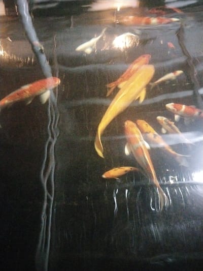 This image depicts an aquatic environment located in Blang Mee Timur, Indonesia. Approximately ten to twelve Koi fish are visible, swimming in dark water. The fish exhibit various color patterns, predominantly orange, white, and yellow/gold. Several surface reflections, likely from overhead light sources, are present on the water. A vertical, multi-stranded, root-like or organic structure extends along the left side of the frame. No individuals or specific human interactions are present in the scene. The fish are oriented in multiple directions, indicating natural movement within the aquatic space.