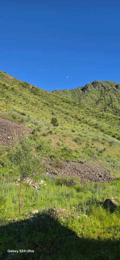 This is a vertical, wide-angle photograph of a lush green hillside under a clear blue sky. The sun appears to be high in the sky, casting a sharp shadow on the right side of the frame, suggesting it's likely midday. The hillside is covered in dense green vegetation, interspersed with patches of dark, rocky soil and scattered purple wildflowers. A small, lone tree with wispy branches stands near the bottom center of the image. In the distance, a sliver of the moon is visible in the bright blue sky. The perspective emphasizes the vastness of the natural landscape. The text "Galaxy S24 Ultra" is visible in the bottom right corner, indicating the device used for capture. The scene evokes a sense of natural beauty and tranquility.