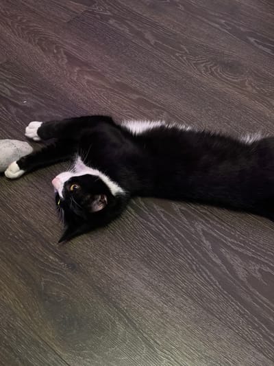 A black and white cat is lying on its back on a dark wooden floor. The cat is facing the camera with its eyes open and its mouth slightly ajar. Its paws are extended, and one of its hind legs is bent at the knee. A small gray toy is lying near its front paws. The cat has a white patch on its chest and white socks on its paws. The floor is made of planks with a wood grain pattern. The lighting in the image is dim, casting shadows on the floor. The overall scene is domestic and relaxed. The location in the city of Zmeinyi, Russia is not depicted in the image.