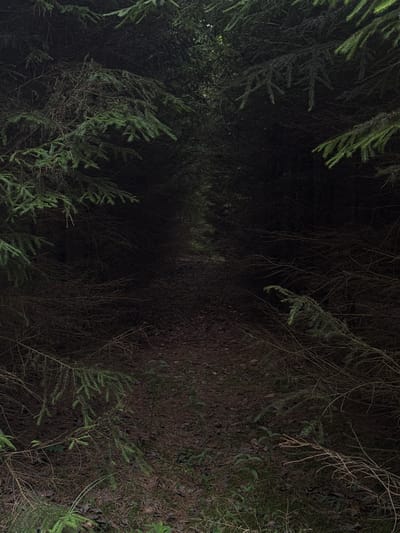 The image depicts a dark, narrow forest path bordered by dense coniferous trees. The ground is covered in fallen pine needles and some sparse undergrowth. The path recedes into the distance, becoming increasingly obscured by shadow. The overall atmosphere is dim and enclosed, with the foliage of the trees creating a canopy that significantly limits the amount of natural light reaching the path. There are no people or animals visible in the scene. The location is identified as Вішоўскі сельскі Савет, Belarus.