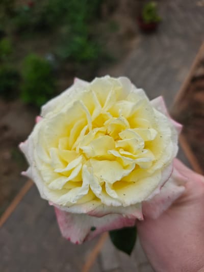 A close-up, top-down shot features a partially opened, pale yellow rose held in a person's hand. The rose's outer petals are tinged with a soft pink hue. The background is blurred, showing greenery and a paved walkway. The location is identified as Luzhniki SNT, Russia.