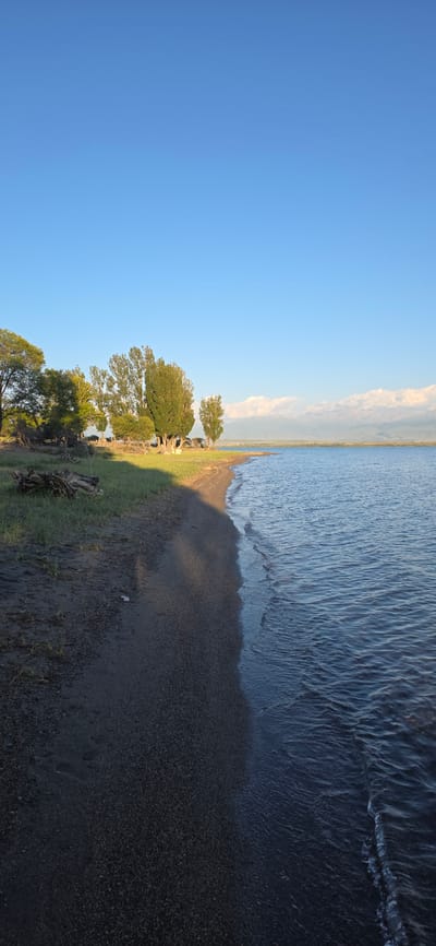 A long shot of a serene lake with a sandy shore in Issyk-Kul, Kyrgyzstan, under a clear blue sky. The water is calm, with gentle waves lapping at the dark, pebbly sand. Lush green grass grows along the edge of the shore, leading to a cluster of tall, slender trees. In the distance, snow-capped mountains rise majestically against the horizon. The scene is bathed in the soft, warm light of either sunrise or sunset, casting long shadows across the sand. A few pieces of driftwood lie on the shore, adding a rustic touch to the otherwise pristine landscape.