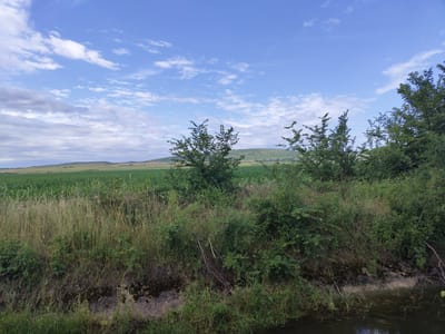 The image depicts a rural landscape on a clear day with scattered clouds. In the foreground, there is a body of dark water, likely a ditch or small stream, with overgrown green vegetation along its banks. Beyond the water, dense green bushes and trees dominate the middle ground, with some dry, tall grasses interspersed. To the left of the middle ground, a vast agricultural field of green crops stretches towards the horizon. In the background, rolling hills with sparse vegetation are visible under a blue sky. The scene appears to be a natural or semi-natural environment, possibly located in or around Krushare, Bulgaria, given the typical rural scenery of the region. There are no people or animals visible in the image.