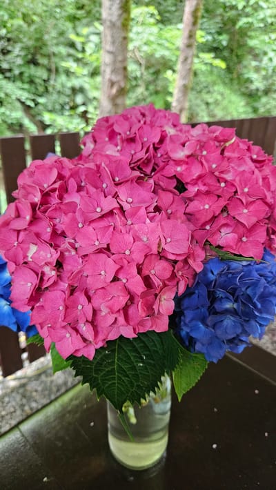 A close-up shot captures a bouquet of pink and blue hydrangeas in a clear glass vase. The vase, containing a small amount of pale green water, rests on a dark wooden surface, possibly a table. Behind the vase, a brown wooden fence is visible, with blurred green foliage and tree trunks in the background, suggesting an outdoor setting. The image is taken from a slightly elevated perspective, looking down at the flowers. This scene is located in the city of Bolshoy Kichmai, Russia.