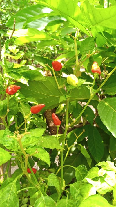 The image shows a close-up of a chili pepper plant with several red and one light green chili peppers growing on its branches. The plant is surrounded by lush green leaves, indicating a vibrant and healthy growth. The background is blurred, suggesting the photo was taken outdoors in natural light, likely in a garden or a rural setting. The focus is on the chili peppers and the plant's foliage. There are no people or any other discernible objects in the frame. The scene suggests a typical agricultural or garden environment in Cotgadong, Indonesia, where chili peppers are commonly cultivated.