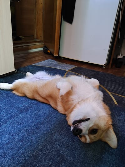 A Pembroke Welsh Corgi is lying on its back on a dark blue carpet with a patterned rug underneath. The dog is light brown and white, with its belly exposed. Its legs are splayed out, and its head is turned to the side, with its mouth slightly open, revealing its teeth. The background shows part of a wooden closet or cabinet, a white appliance that appears to be a refrigerator, and a wooden floor. The scene appears to be indoors, in a residential setting. There is no information in the image to suggest it is located in Rassol'naya, Russia.