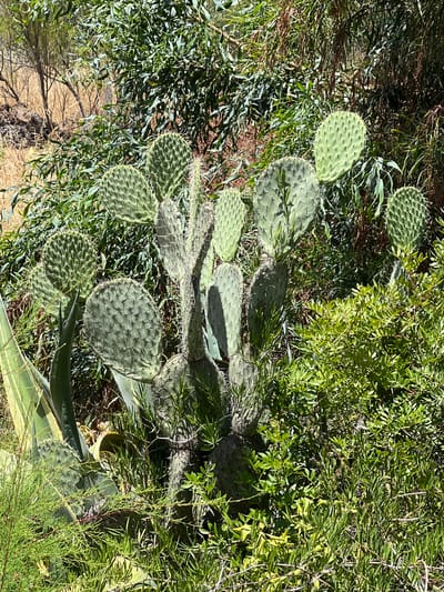 This media file depicts a close-up, overhead view of a prickly pear cactus (Opuntia ficus-indica) plant surrounded by various other types of vegetation. The cactus has large, flat, green pads covered in small spines, with some pads showing signs of growth and others appearing older. Several pads are arranged in a branching pattern, suggesting the plant is mature. Interspersed with the cactus are thinner, greener plants with small, elongated leaves, and some dry, brown foliage on the ground.
The scene appears to be outdoors, in a natural or semi-natural setting, likely in a sunny environment given the bright illumination and distinct shadows cast by the cactus pads. The time of day is likely midday or early afternoon due to the strong sunlight. There are no people or specific man-made objects visible, focusing the attention solely on the plant life. The overall impression is one of arid or semi-arid vegetation, consistent with the provided location context of San Roque, Spain, a region known for its Mediterranean climate and vegetation. There is no visible text in the image.