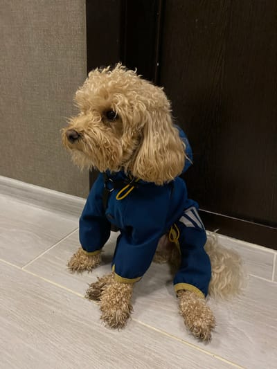 A light-brown poodle wearing a blue dog coat with yellow trim stands on a light-grey tiled floor. The dog is positioned with its head to the left and its hindquarters to the right. The coat has reflective silver stripes on the back. The dog has curly fur and dark eyes. In the background, a dark brown wooden door is visible on the left, and a grey textured wall is on the far left. The lighting appears to be indoor, as there are no obvious signs of natural light or outdoor weather. The image seems to be taken in a home environment in Russia, specifically in Электропульт Снт. No text is visible in the image.