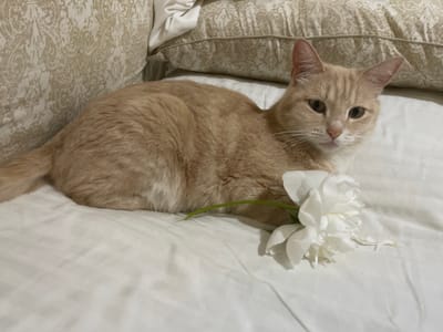 A ginger tabby cat is lying on a white bedspread next to a white peony. The cat is facing the viewer with its head slightly tilted. The background consists of pillows with a beige damask pattern.