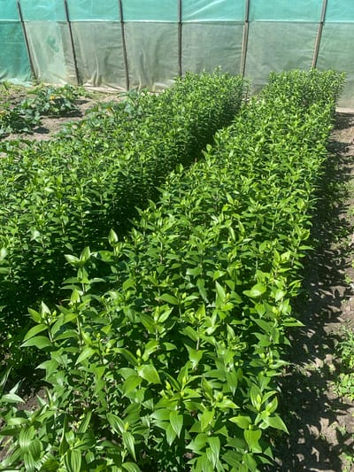 The image shows a row of green leafy plants growing outdoors. The plants are dense and appear to be arranged in a cultivated bed. To the left of the plants, there is a structure covered in translucent green material, possibly a greenhouse or a protective covering. The ground around the plants is visible and appears to be soil. Sunlight is casting shadows on the ground, suggesting it is daytime. The image is taken from a high angle looking down at the plants. There are no people or text visible in the image. The setting appears to be a garden or agricultural area.