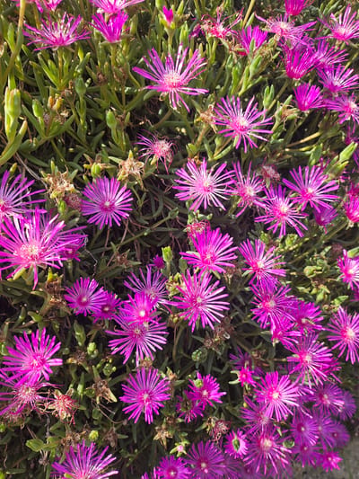 This image is a close-up, overhead shot of a cluster of bright pink, daisy-like flowers with slender, spiky petals. The flowers are abundant, filling the frame, and appear to be growing close to the ground amongst thick, green, succulent-like foliage. Some of the flowers are in full bloom, while others are in various stages of opening or have already begun to fade, evidenced by dried, brown remnants amongst the green leaves. The overall impression is one of a vibrant, natural ground cover in a sunny outdoor setting. There are no people, objects, or text visible in the image. The lighting suggests it is daytime, and the abundance of flowers indicates a season where they are in bloom, likely spring or summer. The location context provided is Pontagna, Italy, which suggests a Mediterranean climate where such plants might thrive.